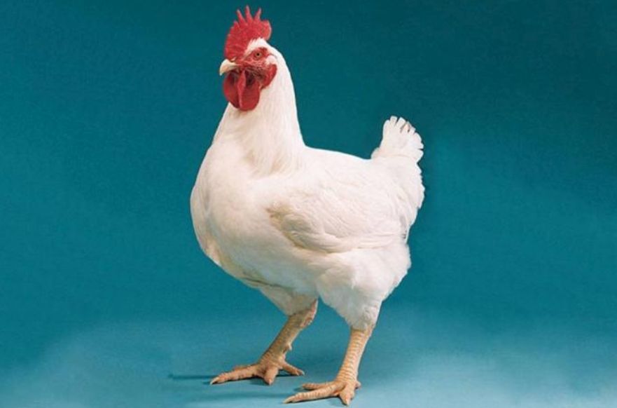 Mimpi Atasi Stunting dengan Gerakan Piara Satu Ayam